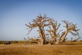 Tiny people huge tree Royalty Free Stock Photo