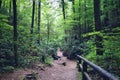 Hiking trail with curving fence in a winding forest path Royalty Free Stock Photo