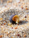 Tiny Periwinkle Shell on a Sunlit Sandy Shore Royalty Free Stock Photo