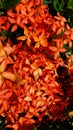 Tiny Petals of Red Orange Garden Flowers