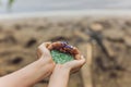 Tiny pieces of plastic collected from sandy beach in hands of environmentalist. Microplastic is polluting the sea and Royalty Free Stock Photo