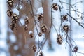 Small pine cone tree parts on a branch hanging off a tree, covered with snow in a snowy forest. Brown with warm and cool hues.