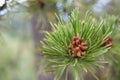 Evergreen Tree in Colorado Royalty Free Stock Photo