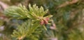 Tiny pine cones on Fraser fir tree