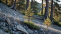 Tiny pine saplings rise from gravel slope where old trees once stood Royalty Free Stock Photo