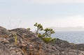 Tiny pine tree and archipelago