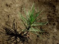 Tiny pine tree seedling