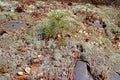 A tiny pine tree sprout surrounded by thick moss.