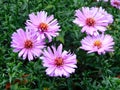 Tiny pink asters in full autumn bloom