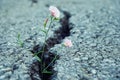 Tiny pink flower growth through the crack in old asphalt road Royalty Free Stock Photo