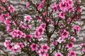 Tiny Pink Flowers of the Australian Tea Bush