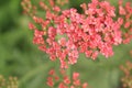 Tiny pink flowers in bloom Royalty Free Stock Photo