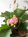 Tiny pink flowers bloom in a Kalanchoe plant