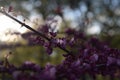 Tiny Flowers blooming in the spring