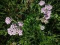 Tiny pink flowers of common yarrow sunny June