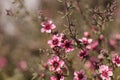 Tiny pink flowers on a Leptospermum Tea Tree bush Royalty Free Stock Photo