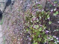 Tiny pink flowers plants live on stone gap