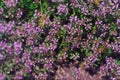 Tiny pink forest flowers and bee Royalty Free Stock Photo