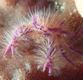 Tiny pink hairy squat lobster in Anilao Philippine Royalty Free Stock Photo