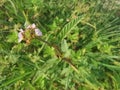 Tiny pink melochia corchorifolia flower weed plant. Royalty Free Stock Photo