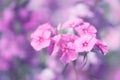 The tiny pink Phlox flowers on a beautiful background. Selective soft focus.