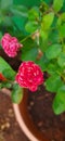 Tiny pink rose flower in garden Maharashtra