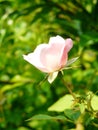 Tiny pink rose rosaceae 4 Royalty Free Stock Photo