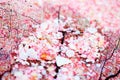 Tiny pink shells and piece of coral Royalty Free Stock Photo