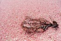 Tiny pink shells and piece of coral Royalty Free Stock Photo