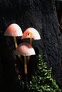 Tiny pink to light brown coloured mushrooms growing out of blackish dead tree trunk, sunlit by august sunshine.