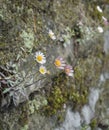 Tiny Pink and White Daisies on a Stone Wall