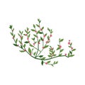 Tiny Pink Wild Flower Hand Drawn Detailed Illustration