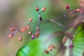 Tiny pink wild flower