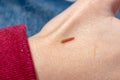 A tiny pink worm or caterpillar with pale yellow dots, crawls along a human`s hand Royalty Free Stock Photo