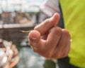 Tiny pipefish Syngnathinae on a kid`s finger