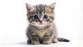 A Tiny Pixelated Grey Kitten a Bundle of Adorable Innocence Sits Alone Against a Pristine White Background Evoking Royalty Free Stock Photo