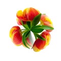 Tiny planet flower tulip Royalty Free Stock Photo
