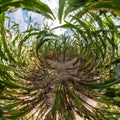 Tiny planet transformation of spherical panorama 360 degrees. Spherical abstract aerial view on corn field. Curvature of space