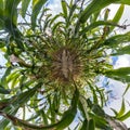 Tiny planet transformation of spherical panorama 360 degrees. Spherical abstract aerial view on corn field. Curvature of space