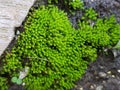 tiny plant, ant globe, moss, nature, plant,
