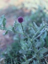 A tiny plant with beautiful Flower