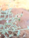 A tiny plant with beautiful Flower