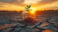 A tiny plant in a glass sphere, nurtured in cracked earth, bathed in sunset light Royalty Free Stock Photo