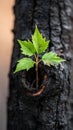 A tiny plant grows from the ashes of a burnt tree symbolizing hope and regrowth after a devastating fire. Nature re Royalty Free Stock Photo