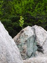 Small Sapling Tree Growing Out of Boulder