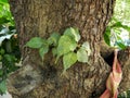 A tiny plant, like parasite grown on the trunk of huge tree