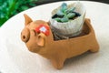 Tiny plant in pig pot Royalty Free Stock Photo