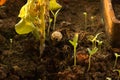 Tiny plant sprouting from mud