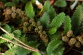 Tiny Plants Growing on the Forest Floor