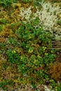 The tiny plants of Vaccinium vitis-idaea var. minus dwarf lingonberry, northern mountain cranberry with unripe green berries